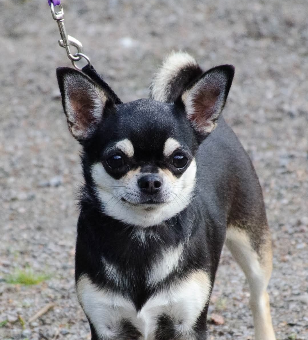 Magic Show Beatris Actress